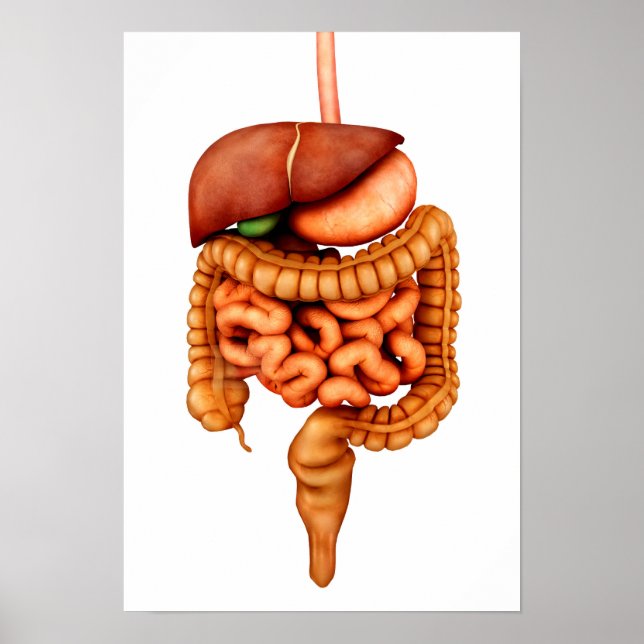 Póster Anatomia Do Sistema Digestivo Humano, Vista Fronta (Frente)