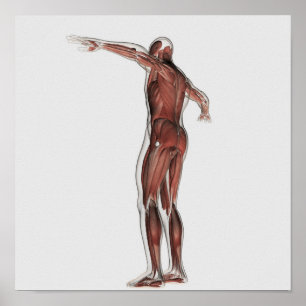 Poster Anatomia do sistema muscular masculino, opinião d