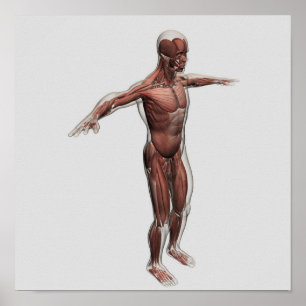 Póster Anatomia do sistema muscular masculino, vista
