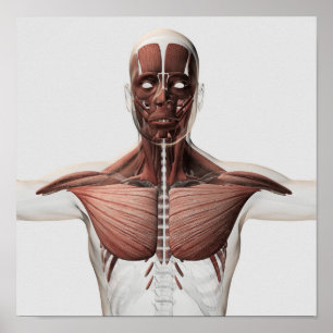 Poster Anatomia do sistema muscular masculino, vista