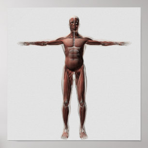 Poster Anatomia do sistema muscular masculino, vista