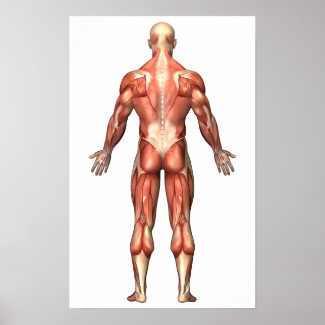 Póster Anatomia Do Sistema Muscular Masculino, Vista De T (Frente)