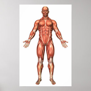Poster Anatomia Do Sistema Muscular Masculino, Vista Fron