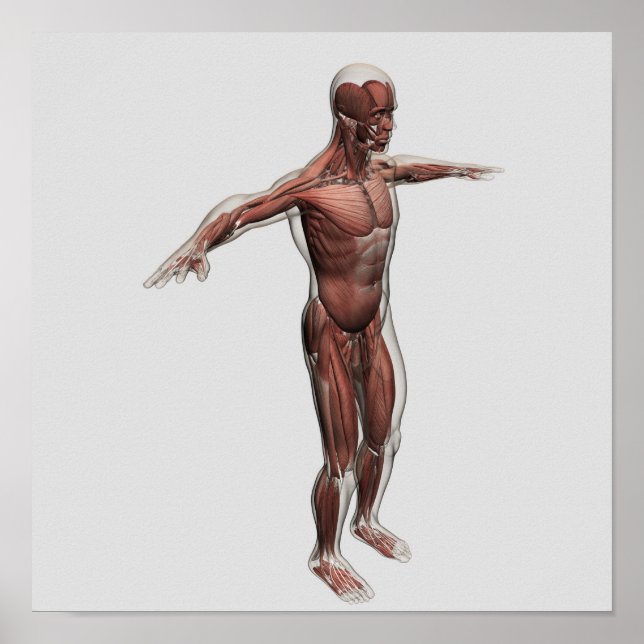 Póster Anatomia Do Sistema Muscular Masculino, Vista Late (Frente)