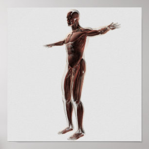 Poster Anatomia Do Sistema Muscular Masculino, Vista Late