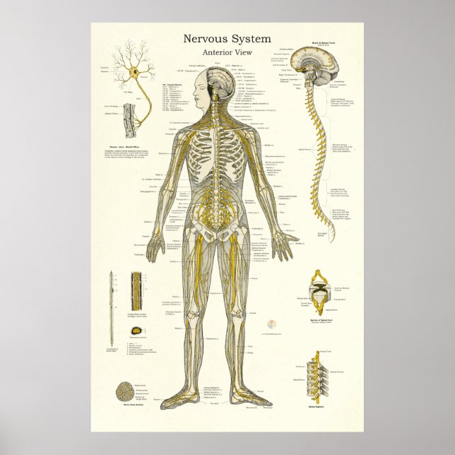 Poster Anatomia do sistema nervoso (Frente)