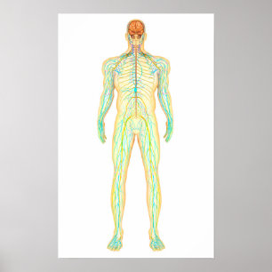 Póster Anatomia Do Sistema Nervoso E Linfático Humano