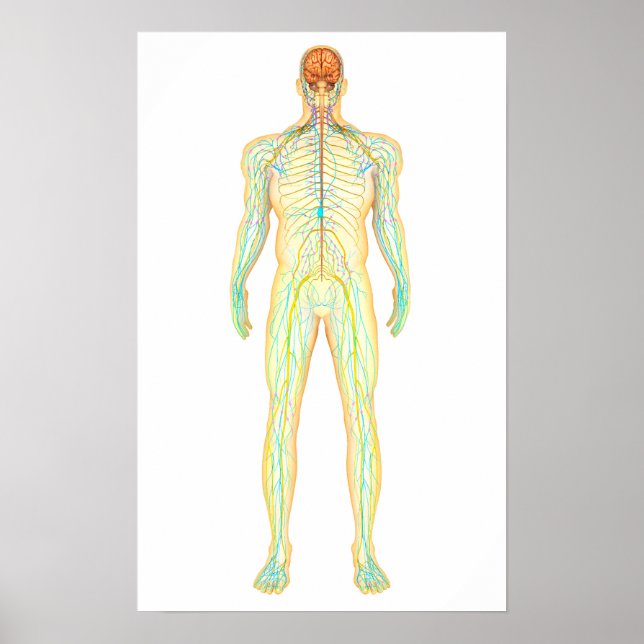 Póster Anatomia Do Sistema Nervoso E Linfático Humano (Frente)