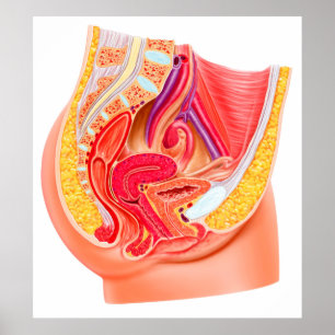 Poster Anatomia do sistema reprodutivo fêmea 1