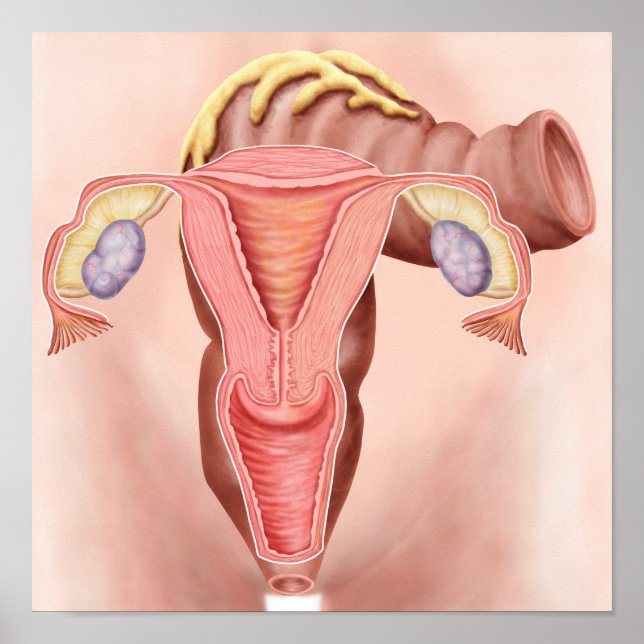 Póster Anatomia Do Sistema Reprodutivo Feminino 2 (Frente)
