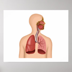 Poster Anatomia Do Sistema Respiratório Humano