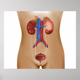 Póster Anatomia do sistema urinário fêmea