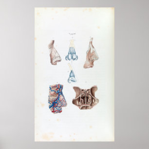 Poster Anatomia do vintage do nariz e das cavidades