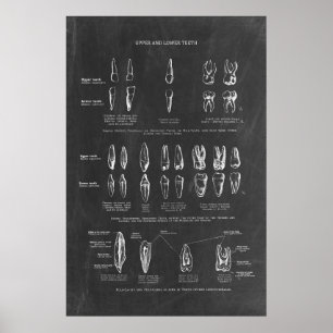 Poster Anatomia dos dentes humanos
