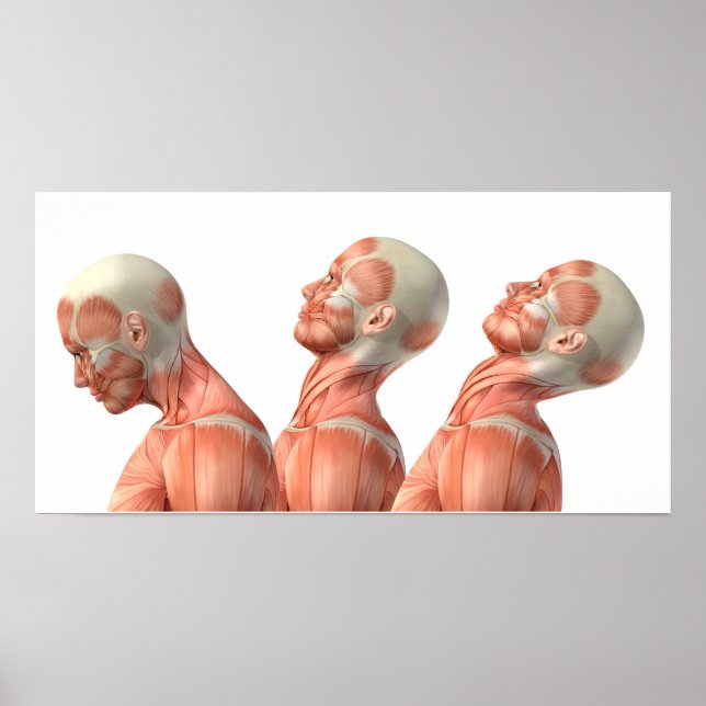 Póster Anatomia dos músculos da cabeça masculina em vária (Frente)