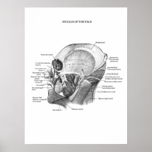 Poster Anatomia dos Músculos Faciais