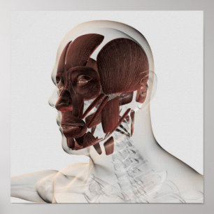 Póster Anatomia dos músculos faciais masculinos, vista