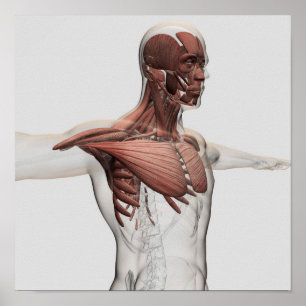 Póster Anatomia dos músculos masculinos na parte superio