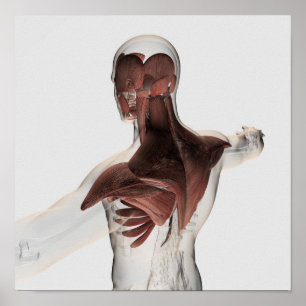 Póster Anatomia dos músculos masculinos na parte superio