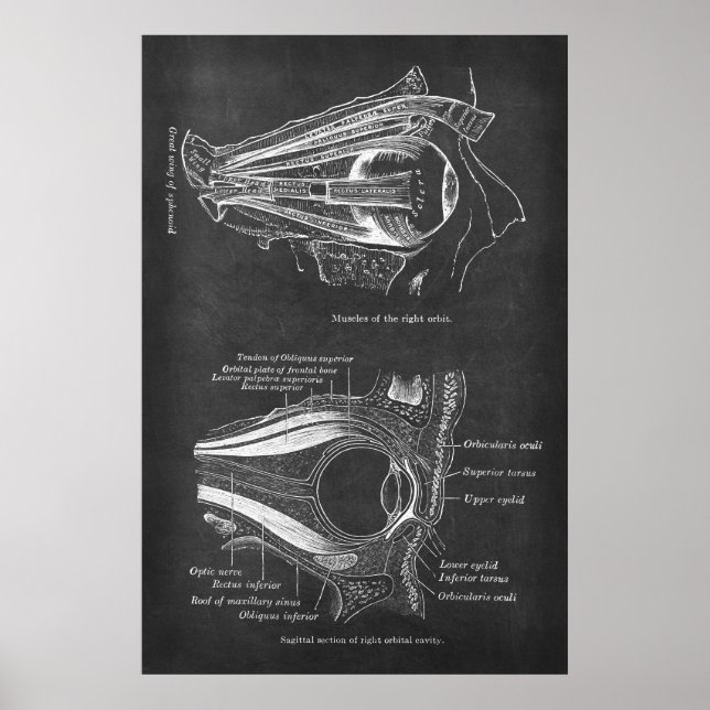 Poster Anatomia dos Músculos Oculares Humanos da Órbita D (Frente)