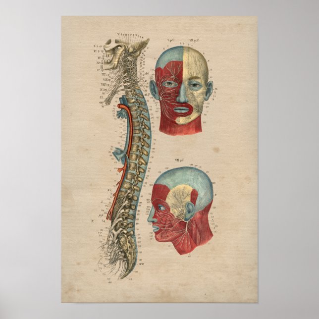 Poster Anatomia dos nervos humanos espinhais 1841 Impress (Frente)