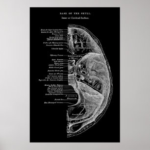 Poster Anatomia dos Ossos Craniais