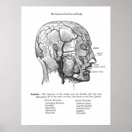 Poster Anatomia dos vasos sanguíneos da caldeira humana