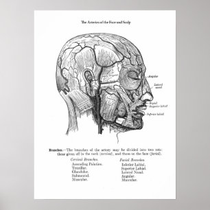 Poster Anatomia dos vasos sanguíneos da caldeira humana