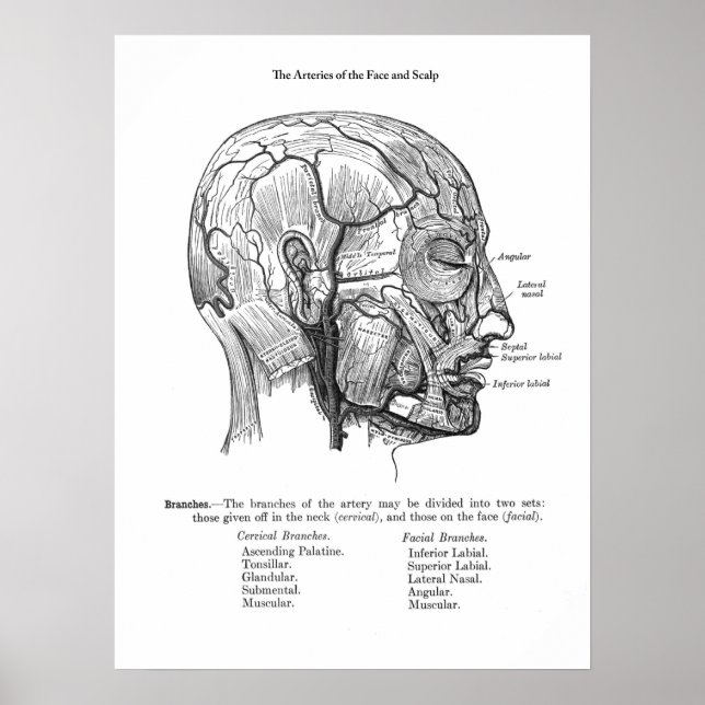 Poster Anatomia dos vasos sanguíneos da caldeira humana (Frente)
