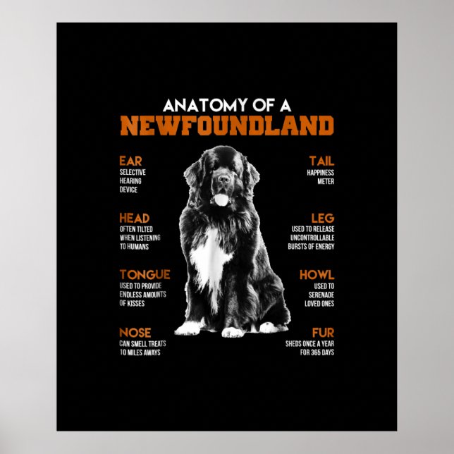 Poster Anatomia Engraçada De Cães Da Terra Nova (Frente)