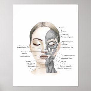 Poster Anatomia facial Músculos Faciais Decor de Beleza