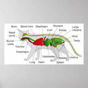 Poster Anatomia geral de um gato Felis Silvestris Catus