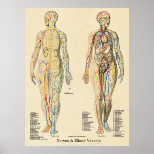 Poster Anatomia Gráfico Artérias Veias Nervos Vintage