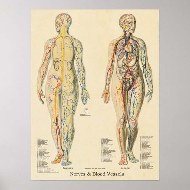 Poster Anatomia Gráfico Artérias Veias Nervos Vintage (Frente)