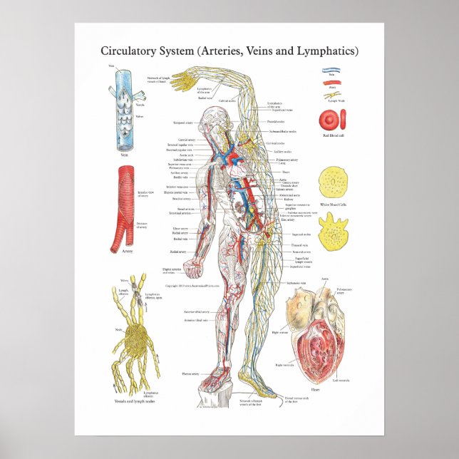Póster Anatomia Gráfico Circulatório Artérias Veias Linfá (Frente)