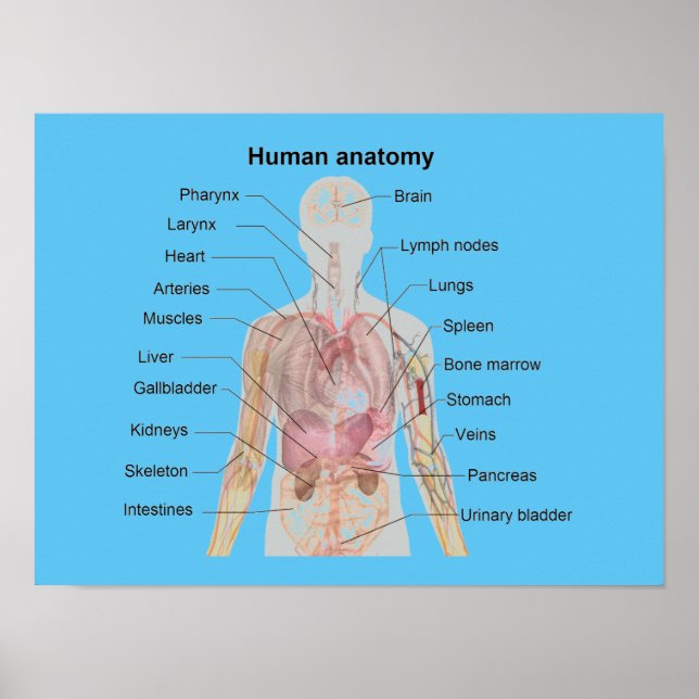 Poster Anatomia humana (Frente)