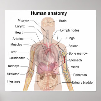 Póster Anatomia humana