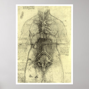 Póster Anatomia Humana de Leonardo da Vinci, Torso Femini
