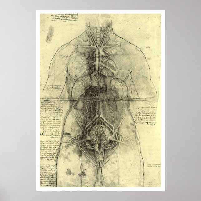 Póster Anatomia Humana de Leonardo da Vinci, Torso Femini (Frente)