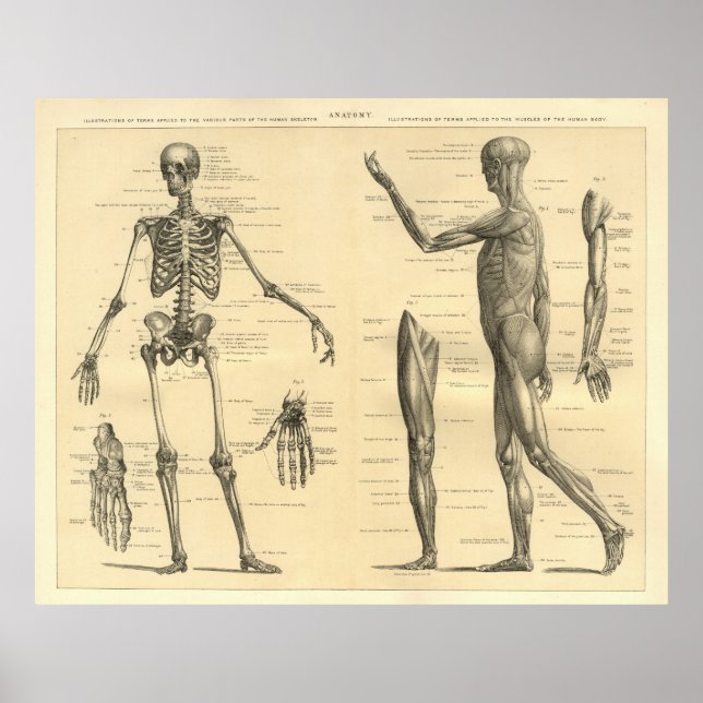 Poster Anatomia humana Esqueleto e músculos do corpo (Frente)