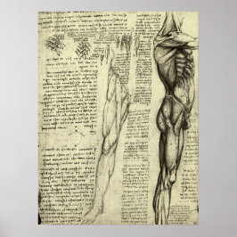 Poster Anatomia Humana Masculina por Leonardo da Vinci