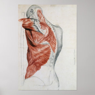 Póster Anatomia humana; Músculos do torso e do ombro