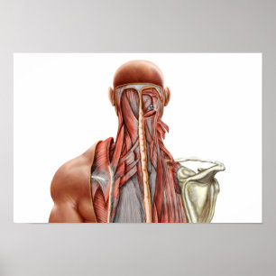 Poster Anatomia humana que mostra os músculos profundos