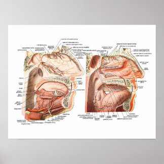 Póster Anatomia interna do rosto humano