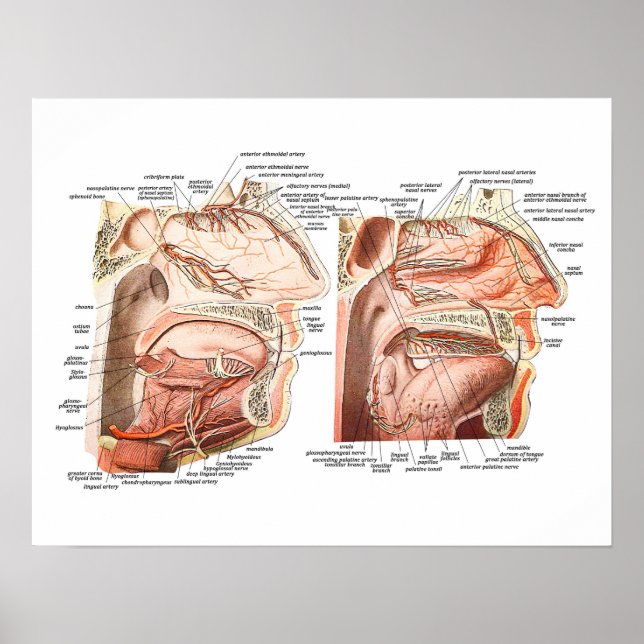 Póster Anatomia interna do rosto humano (Frente)