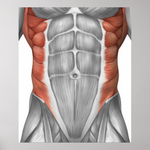 Póster Anatomia masculina do músculo da parede abdominal