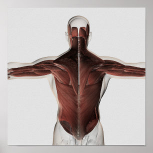 Poster Anatomia masculina do músculo da parte traseira 2