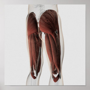 Póster Anatomia masculina do músculo dos pés humanos 2