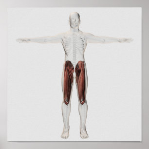 Póster Anatomia masculina do músculo dos pés humanos, 4