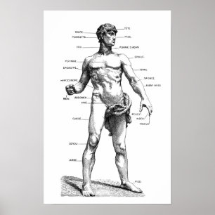 Póster Anatomia masculina - parte dianteira